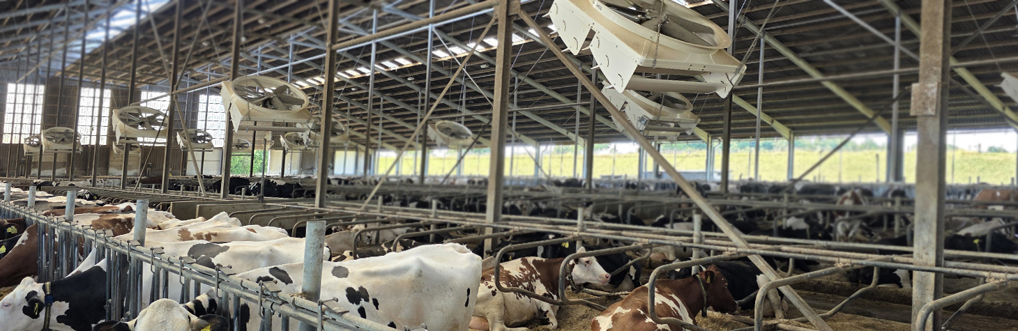 Cool and Productive: Focusing on Ventilation to Combat Heat Stress in Dairy Farms