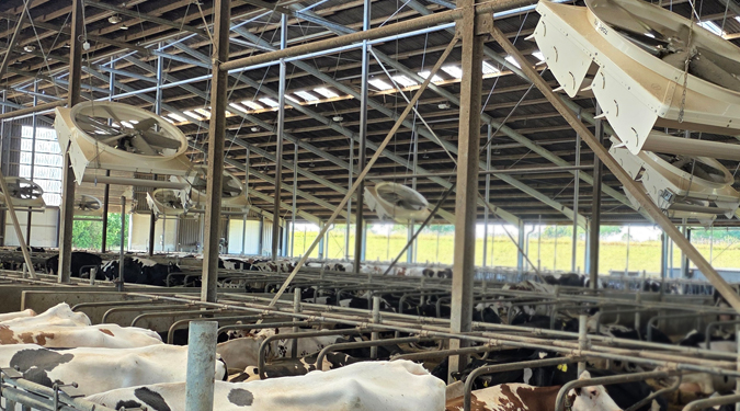 Cool and Productive: Focusing on Ventilation to Combat Heat Stress in Dairy Farms